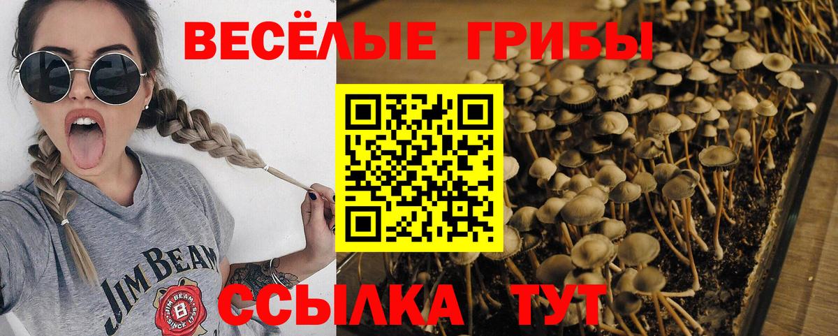 Псилоцибиновые грибы мицелий Кохма